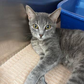 Domestic Short Hair Cats Available for Adoption in Port Charlotte, Florida - Celine | PetCurious