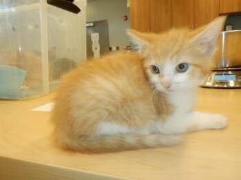 Domestic Short Hair Cats Available for Adoption in San Jose, California - CREAMSICLE | PetCurious