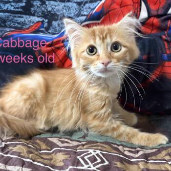Cabbage -  Domestic Long Hair Cat for Adoption - Cabbage | PetCurious