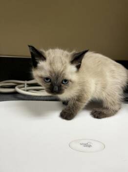 Domestic Short Hair Cats Available for Adoption - Dove | PetCurious