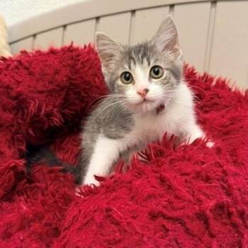 Sienna -  Domestic Short Hair Cat for Adoption in Long Beach, California - Sienna | PetCurious