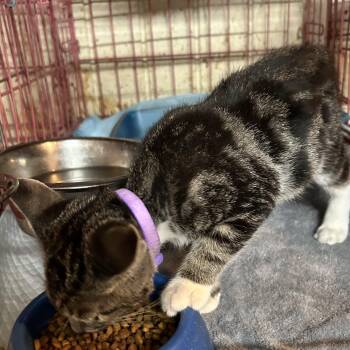 American Shorthair and American Bobtail Cats Available for Adoption - Mikey | PetCurious