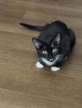 Rescue Domestic Short Hair Cats for Adoption in Boca Raton, Florida - Alice & Jasper - LOCAL BONDED SIBLINGS | PetCurious