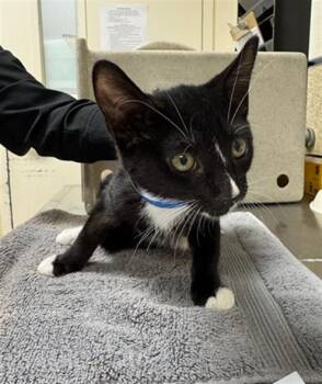 Domestic Short Hair Cats Available for Adoption - EGGO | PetCurious