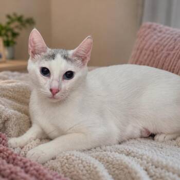 Fauna -  Domestic Short Hair Cat Available for Adoption in Brea, California - Fauna | PetCurious