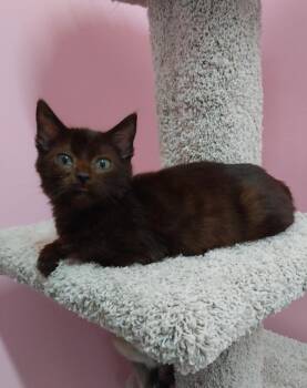 Domestic Short Hair Cats Available for Adoption - Chapstick * IN FOSTER * | PetCurious