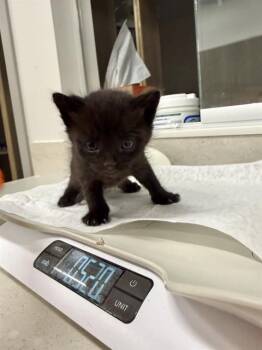 Domestic Short Hair Cats Available for Adoption in Baytown, Texas - BANSHEE | PetCurious