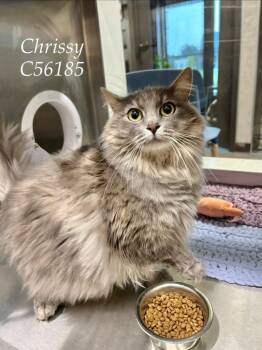Chrissy -  Domestic Short Hair Cat for Adoption in Clarksville, Tennessee - Chrissy | PetCurious