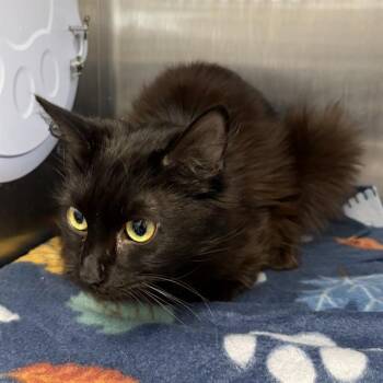 Domestic Short Hair Cats Available for Adoption - LUKE | PetCurious