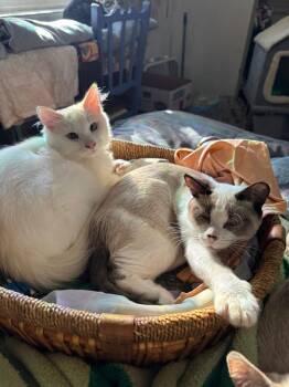 Rescue Siamese Cats for Adoption in Vancouver, Washington - Ginger | PetCurious