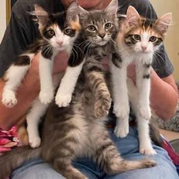 Blossom -  Domestic Medium Hair Cat for Adoption in Walden, New York - Blossom | PetCurious