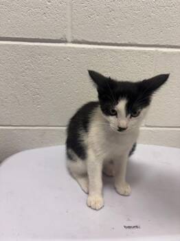 BALTO -  Domestic Short Hair Cat for Adoption - BALTO | PetCurious