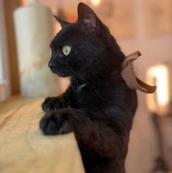 Godiva Chocolate Fluff -  Domestic Medium Hair Cat for Adoption in Friendswood, Texas - Godiva Chocolate Fluff | PetCurious