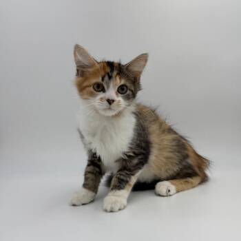 Soprano -  Domestic Long Hair Cat for Adoption in State College, Pennsylvania - Soprano | PetCurious
