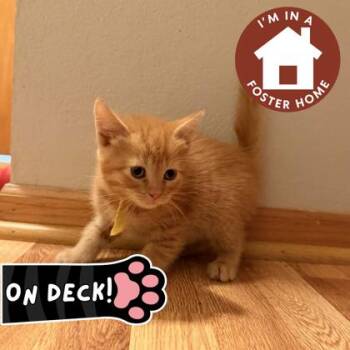 Domestic Short Hair Cats Available for Adoption in Janesville, Wisconsin - Dusty | PetCurious