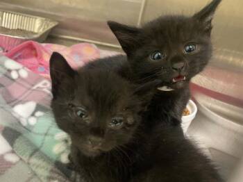 BOB -  Domestic Short Hair Cat for Adoption in Tustin, California - BOB | PetCurious