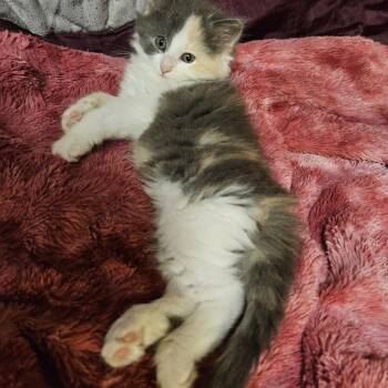 Moo Shoo -  Domestic Long Hair Cat Available for Adoption in Columbia, Missouri - Moo Shoo | PetCurious