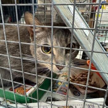 Domestic Short Hair Cats Available for Adoption in Abingdon, Maryland - 0426-27 Etta | PetCurious