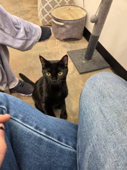 Sweetheart -  Domestic Short Hair Cat for Adoption in Roosevelt, Utah - Sweetheart | PetCurious