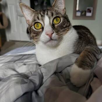 Rescue Domestic Short Hair Cats for Adoption in Vero Beach, Florida - Matzah | PetCurious