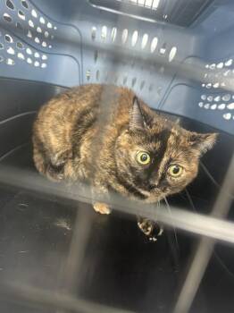 Domestic Short Hair Cats Available for Adoption in Palmetto, Florida - A135691 | PetCurious