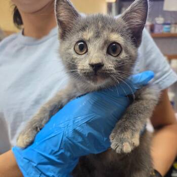 Lottie -  Domestic Short Hair Cat for Adoption in Corinth, Mississippi - Lottie | PetCurious