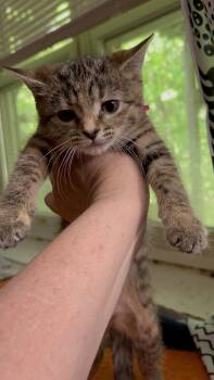 Domestic Short Hair Cats Available for Adoption in West Peoria, Illinois - Shrimp Cocktail G. (pink Collar) | PetCurious