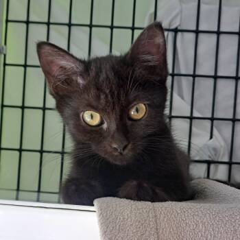 Roseine -  Domestic Short Hair Cat for Adoption in Chicago, Illinois - Roseine | PetCurious