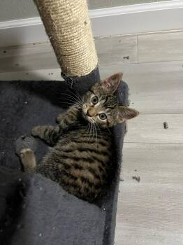 Rescue Tabby Cats for Adoption in Highland Park, New Jersey - Scooter | PetCurious