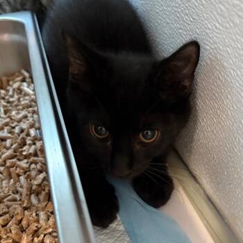 Armor -  Domestic Short Hair Cat for Adoption in Binghamton, New York - Armor | PetCurious