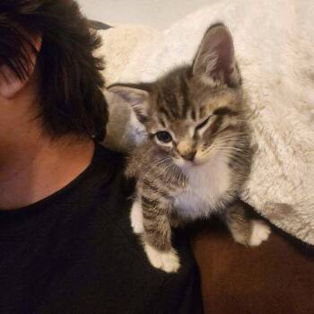 Domestic Short Hair Cats Available for Adoption in Austin, Texas - Perfectly Good Heart 9 | PetCurious