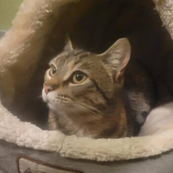 American Shorthair Cats Available for Adoption - Shiloh | PetCurious