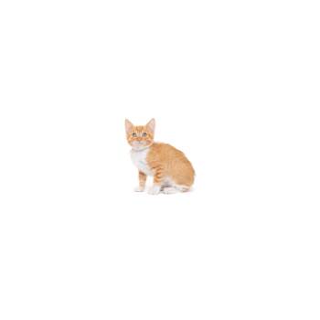 Claire -  Domestic Short Hair Cat for Adoption in Los Angeles, California - Claire | PetCurious
