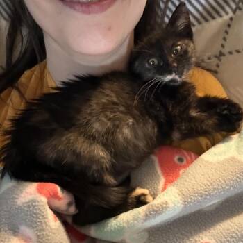 Meep -  Domestic Short Hair Cat for Adoption in Columbia, Missouri - Meep | PetCurious