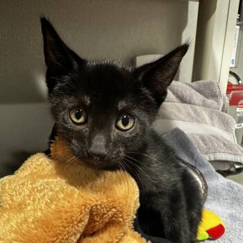 Uno -  Domestic Short Hair Cat for Adoption in Tampa, Florida - Uno | PetCurious