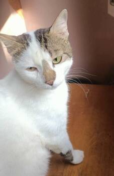 Turkish Van and Himalayan Cats Available for Adoption - Simba Am | PetCurious