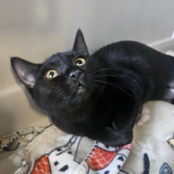 Jasmine -  Domestic Medium Hair Cat for Adoption in Monticello, Iowa - Jasmine | PetCurious