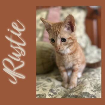 Rescue Domestic Short Hair Cats for Adoption in Clinton, North Carolina - Rustie | PetCurious