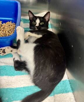 Rescue Domestic Medium Hair Cats for Adoption in Danielsville, Georgia - Kenzie | PetCurious