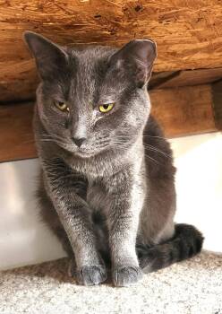 Domestic Short Hair and Russian Blue Cats Available for Adoption - Sophie | PetCurious