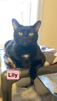 Rescue Domestic Short Hair Cats for Adoption in New Freedom, Pennsylvania - Lily | PetCurious