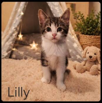 Domestic Short Hair Cats Available for Adoption in Ocala, Florida - LILLY | PetCurious