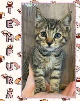 Tempura -  Tabby Cat for Adoption in Pasco, Washington - Tempura | PetCurious