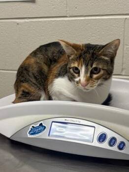 Sophie -  Domestic Short Hair Cat for Adoption in Fairfax, Virginia - Sophie | PetCurious