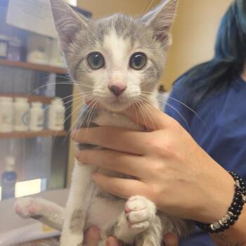 Dino -  Domestic Short Hair Cat for Adoption in Corinth, Mississippi - Dino | PetCurious