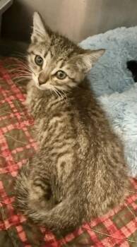 BREAD -  Domestic Short Hair Cat for Adoption in Sarasota, Florida - BREAD | PetCurious