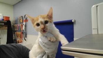 NIKKI -  Domestic Short Hair Cat for Adoption in Albuquerque, New Mexico - NIKKI | PetCurious