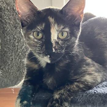 Gracy -  Domestic Short Hair Cat for Adoption in Colorado Springs, Colorado - Gracy | PetCurious
