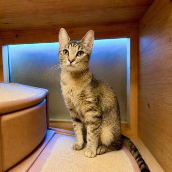 Sierra -  Domestic Short Hair Cat for Adoption in Elmwood Park, Wisconsin - Sierra | PetCurious