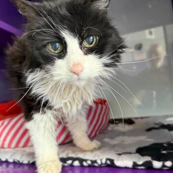 Dax -  Domestic Long Hair Cat for Adoption in Denver, Colorado - Dax | PetCurious